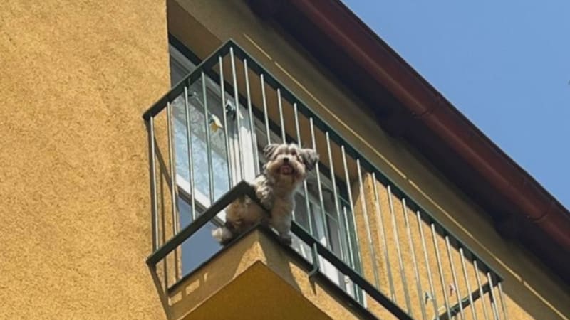 Boj o život pejska, který uvízl na balkoně v Ostravě: V horku a bez vody trpěl několik hodin