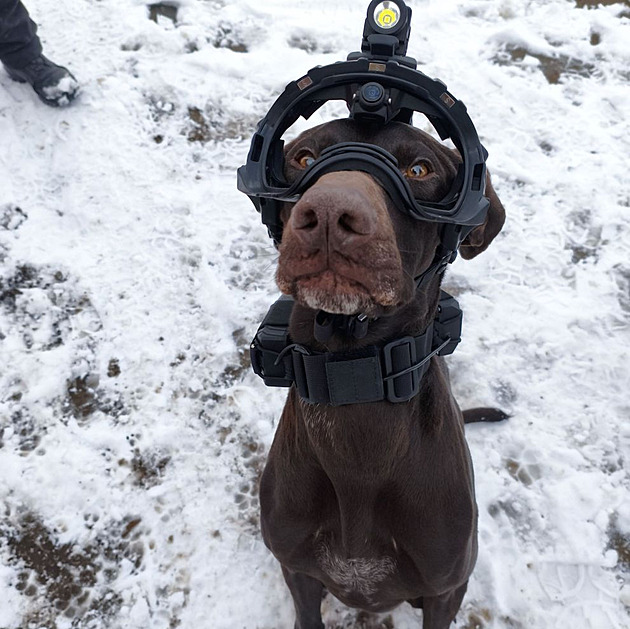 VIDEO: Takhle to vidí pes. Čtyřnohý parťák hasičů testoval speciální přilbu s kamerou