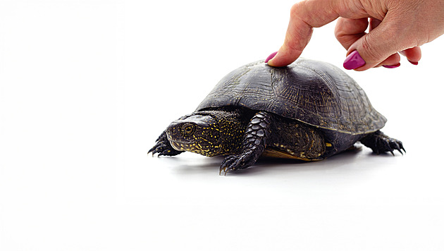 Rychlý život a vyhoření je out. Sedět, čučet a pít čaj je nový trend, který baví svět