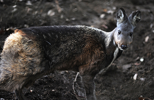 Rusko vlastní viagru nevyrobilo. Za pokusy s pižmem přežvýkavce vyhodilo miliardu